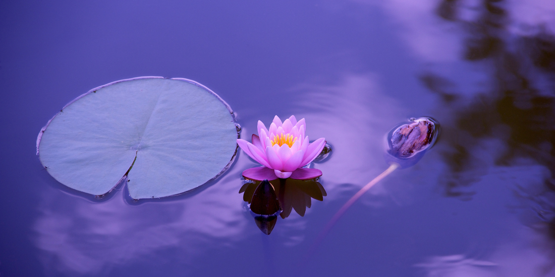 Elevate Your Meditation with Blue Lotus: Unlocking Ancient Wisdom