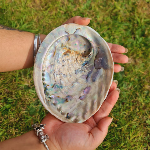 Large Abalone Shell ~6